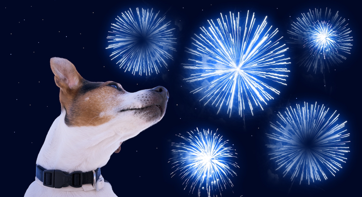Keep Your Dog Safe around Fireworks