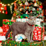 Do Pets Make Good Holiday Presents? 5 Things to Consider