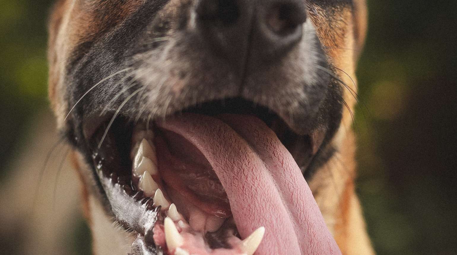 Keep Your Pet’s Teeth Clean to Protect Their Overall Health