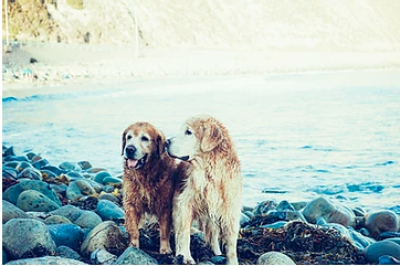 Summer Activities for Senior Dogs