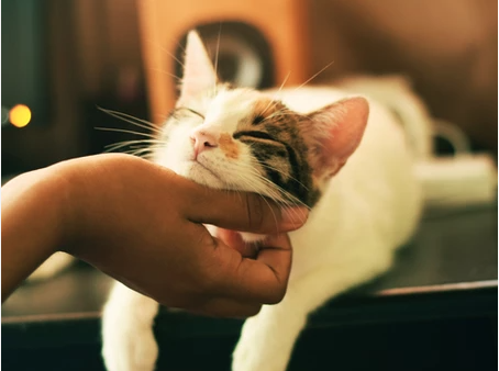 Happy “Hug Your Cat” Day! Ways to Show Your Cat Love