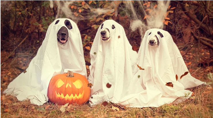 Trick or Treat? How Bad is Chocolate Actually For Your Dog?