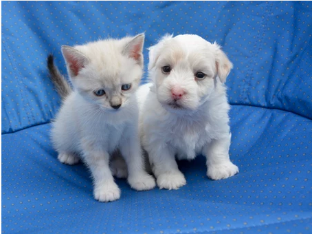 House Training Your New Puppy or Kitten