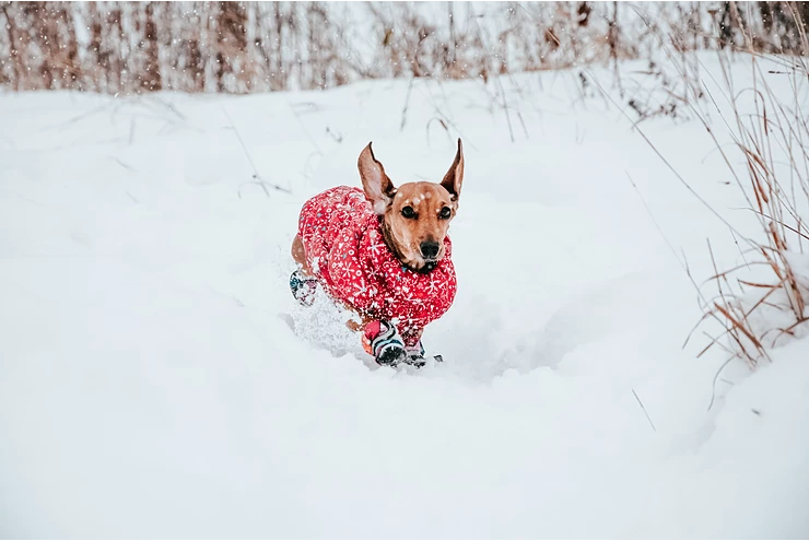 Protect Your Pet From Winter Weather