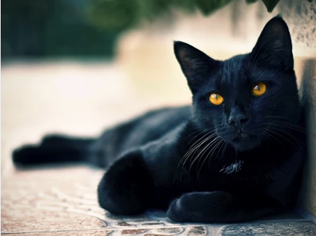 Black Cat Superstitions: The Good, The Bad, and The Mostly Nonsensical