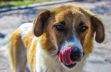 Do Dogs Have Cleaner Mouths Than Humans?
