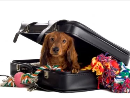 8 Tips To Follow When Boarding Your Dog