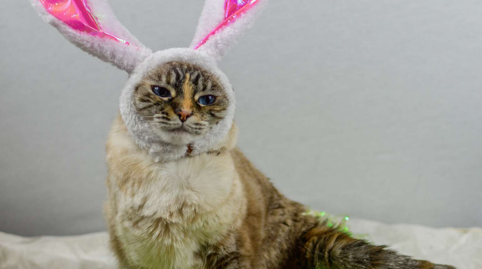 Watch Out for These Easter Pet Hazards!