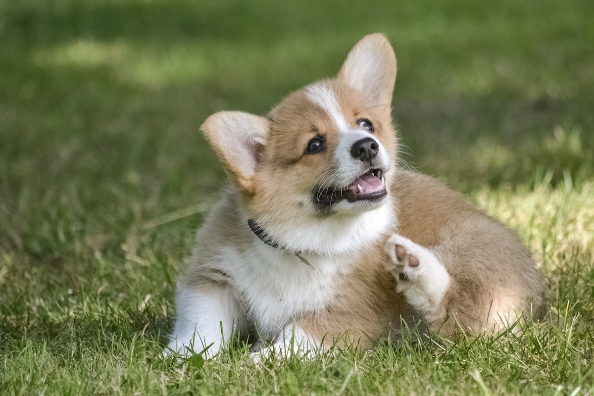 My Dog Has Fleas – Now What?