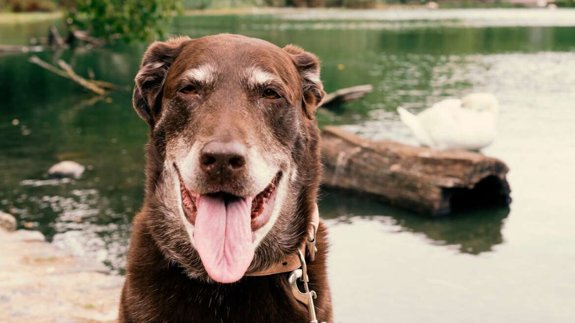 Summer Activities For Your Senior Pup