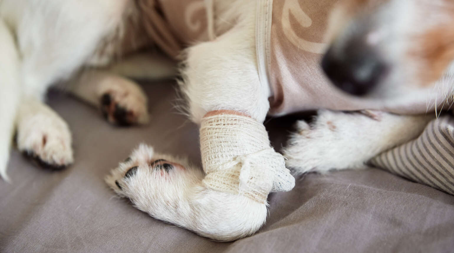 What to Include in Your Pet’s First Aid Kit