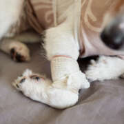 What to Include in Your Pet’s First Aid Kit