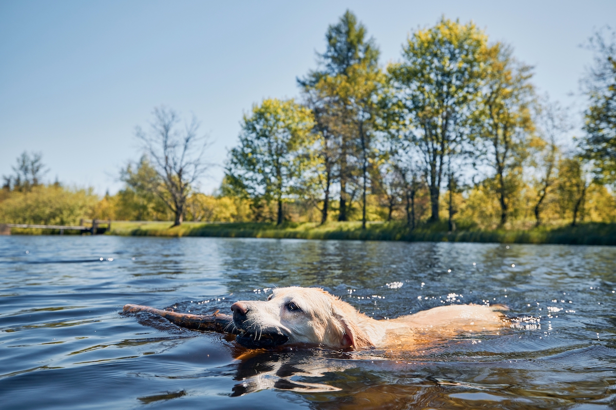 Fun and Easy Summer Activities to do with Your Dog