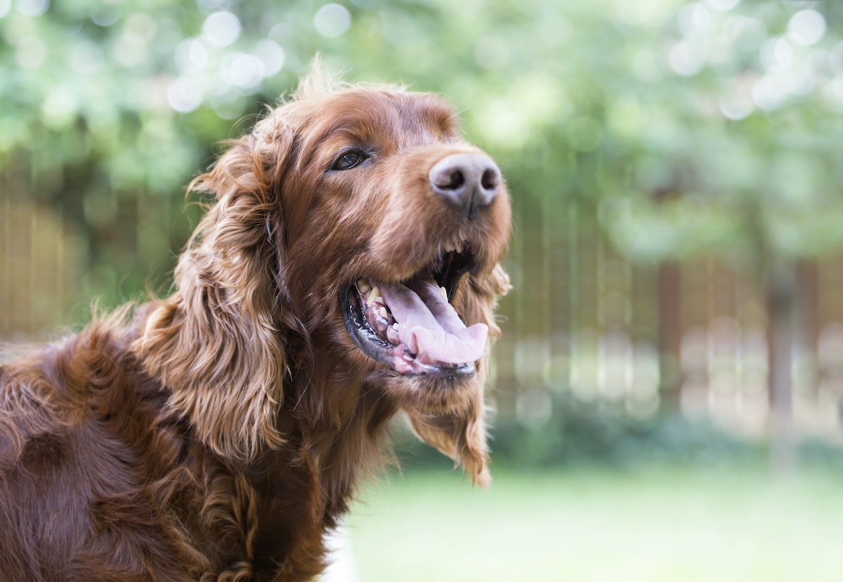 Keeping Your Pet Safe in the Summer Heat
