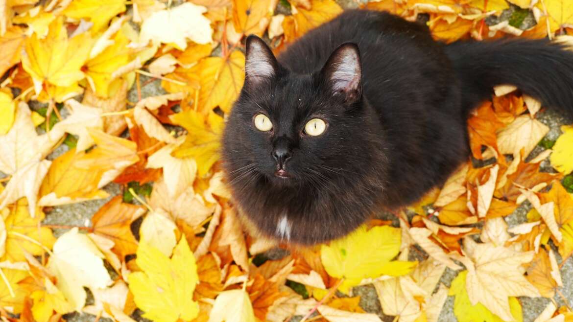 The Truth About Black Cats