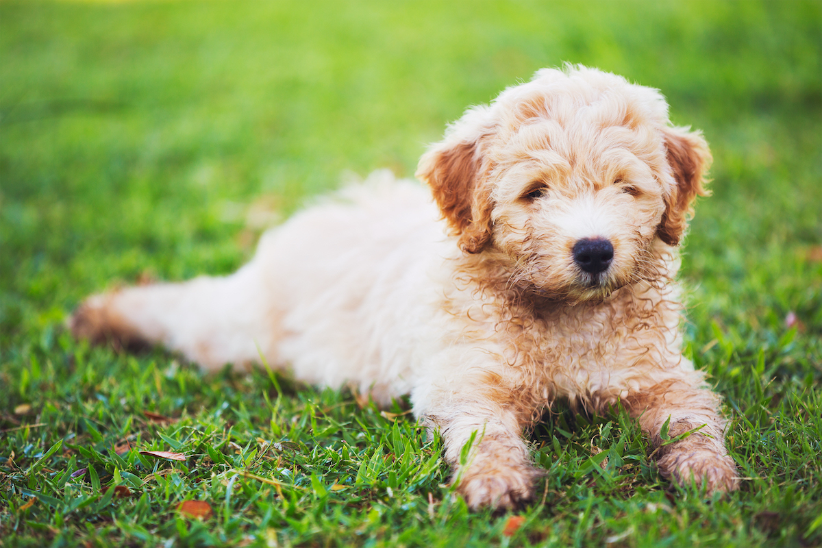 Housebreaking Puppy Tips and How to Eliminate Accidents