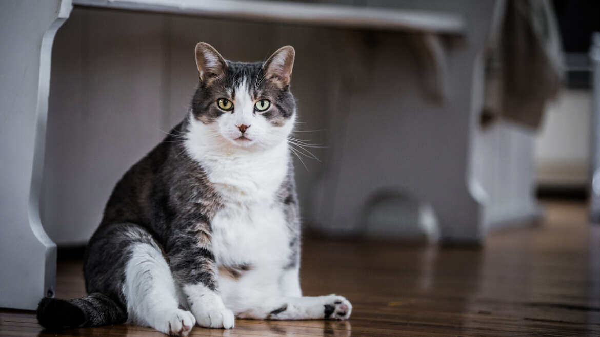 Health Concerns for Overweight Cats