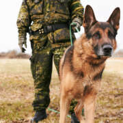 <strong>The Use of K9s in Military</strong>