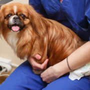 The Lifesaving Check-up: Unlocking the Power of Annual Wellness Exams for Our Beloved Pets