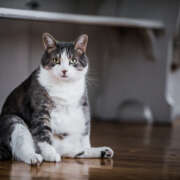 Unmasking the Hidden Burden: Recognizing Warning Signs of Pet Obesity