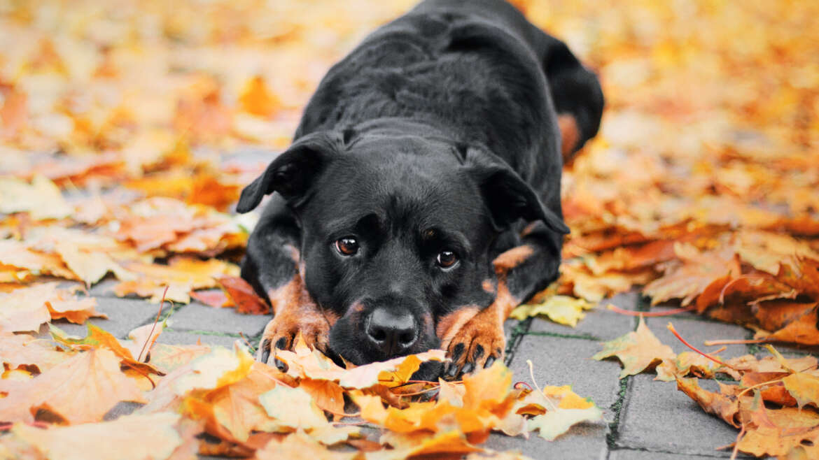 Beyond Companionship: Unleashing the Transformative Benefits of Adopting a Dog