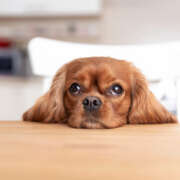 Our Table to Their Safety: Thanksgiving Scraps to Keep Away from Your Beloved Pet