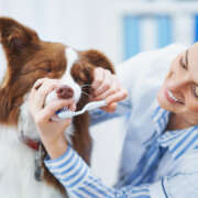 Celebrating National Pet Dental Health Month: A Guide to Happy, Healthy Smiles
