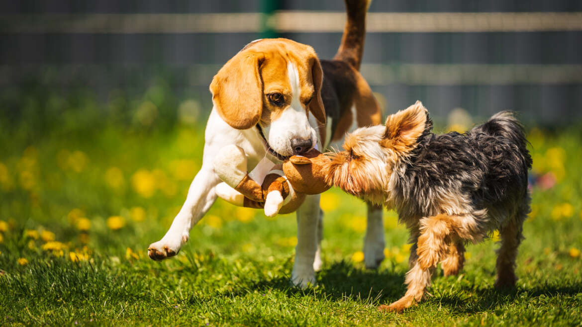 Protecting Your Pet: The Importance of Flea, Tick, and Heartworm Prevention