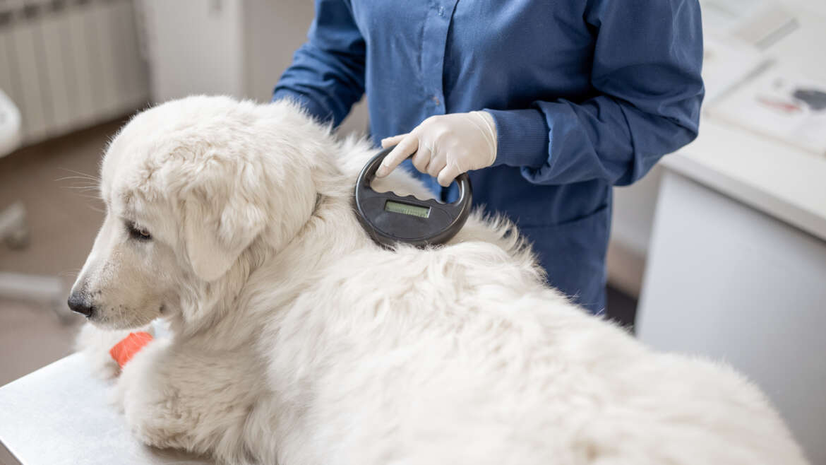 Microchipping Your Pet