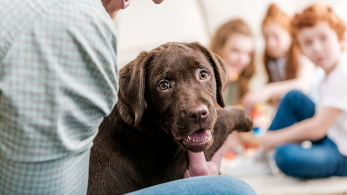 Things to Consider Before Adopting a Puppy: Expenses, Lifestyle, and Time Commitment