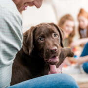 Things to Consider Before Adopting a Puppy: Expenses, Lifestyle, and Time Commitment