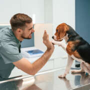 What Does Immunizing Your Pets Entail?