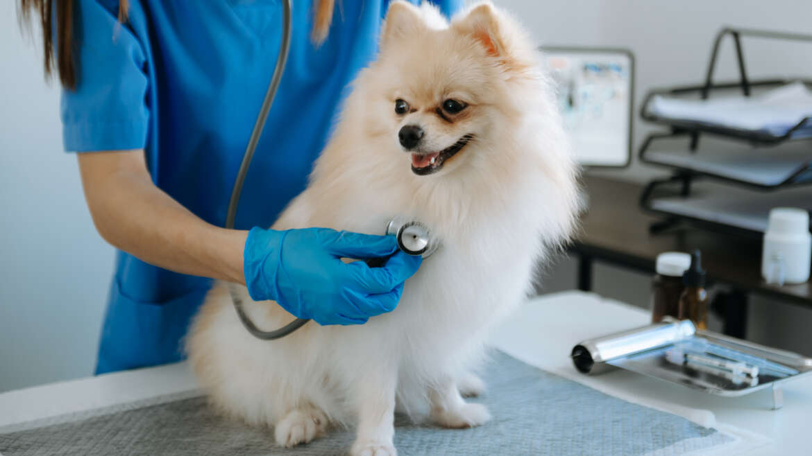 Why Annual Wellness Exams Are Essential for Your Pet’s Health