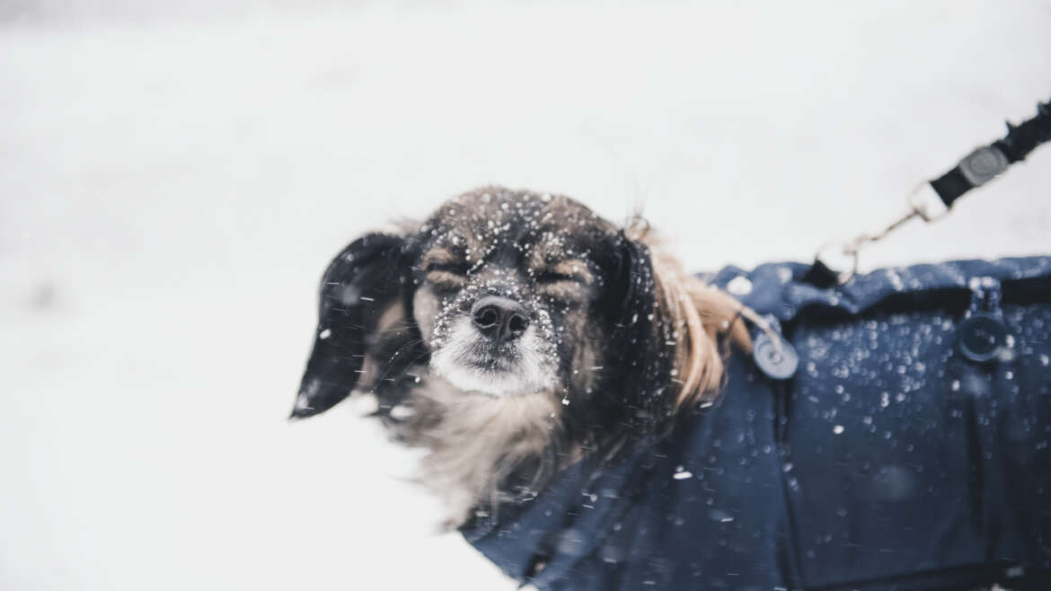 Keep Your Pet Safe and Comfortable in Cold Weather