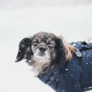 Keep Your Pet Safe and Comfortable in Cold Weather