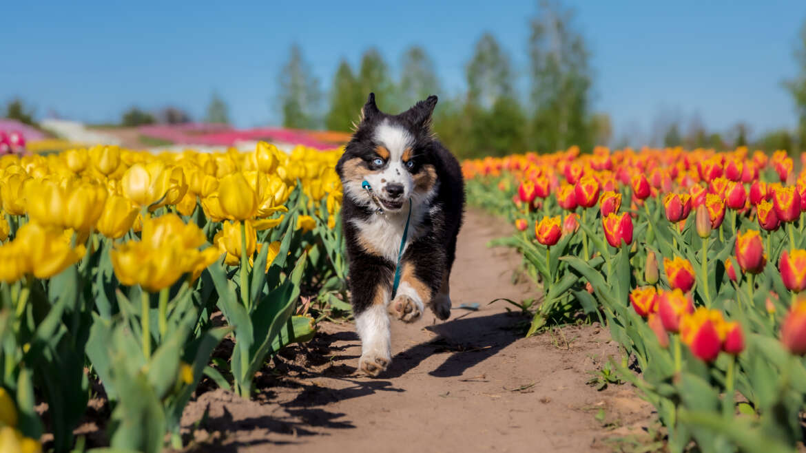 Helping Your Pet Adjust to Daylight Savings and the Changing Season