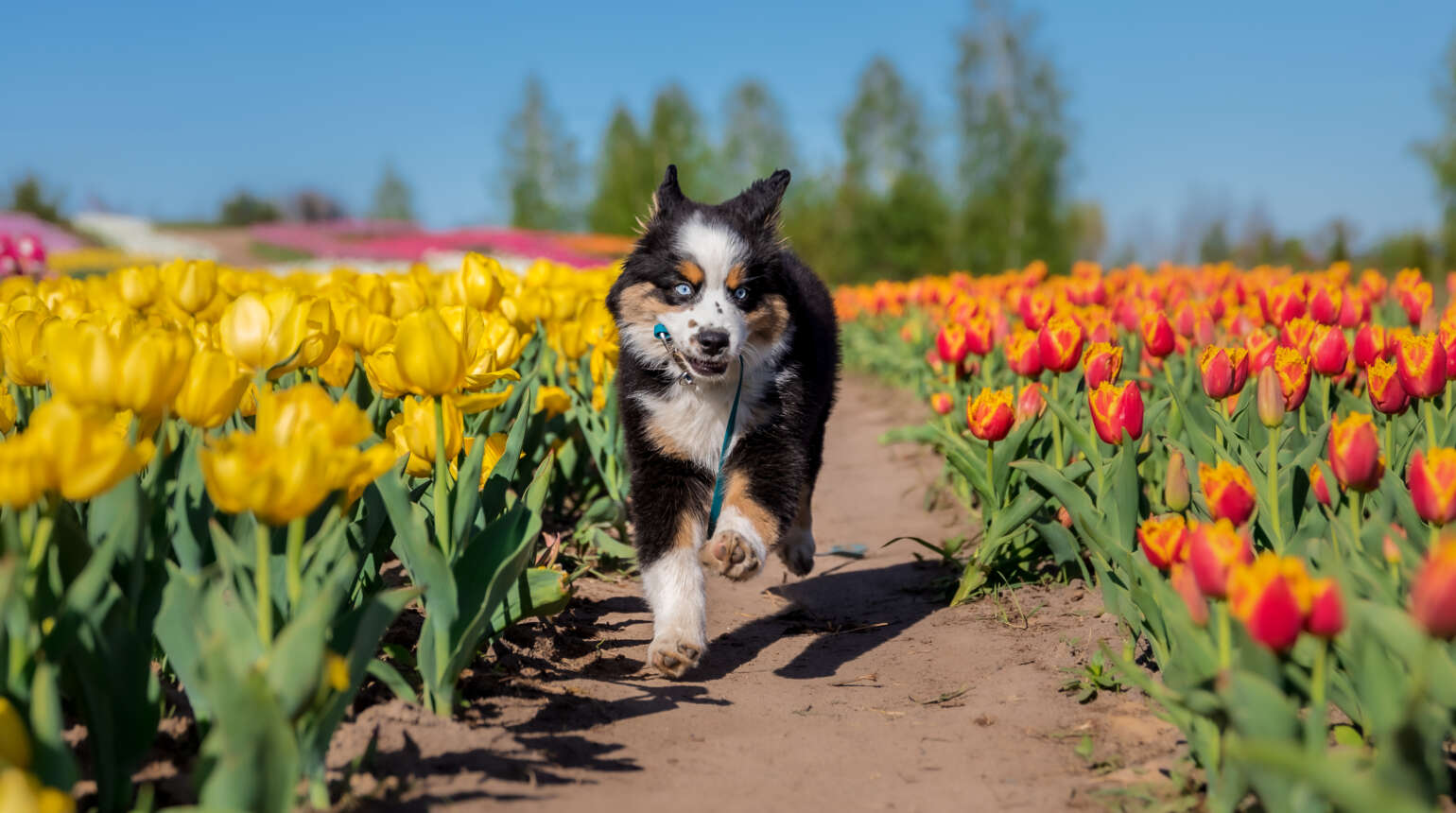 Helping Your Pet Adjust to Daylight Savings and the Changing Season