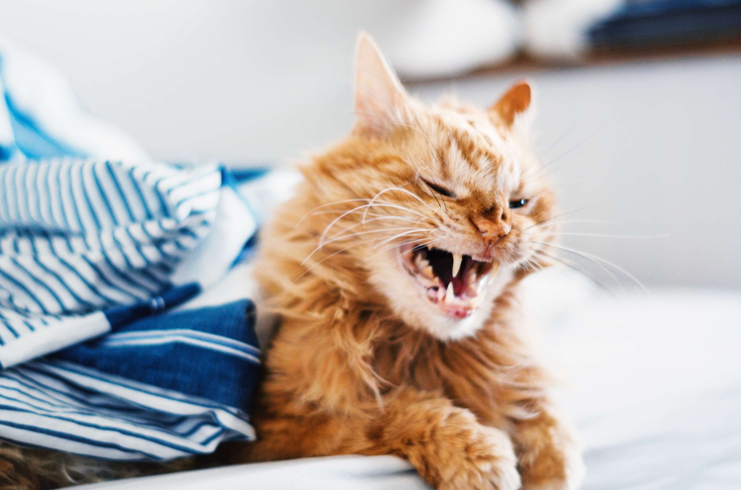 Visual Reference: Common Behavioral Problems In Cats And How To Fix Them