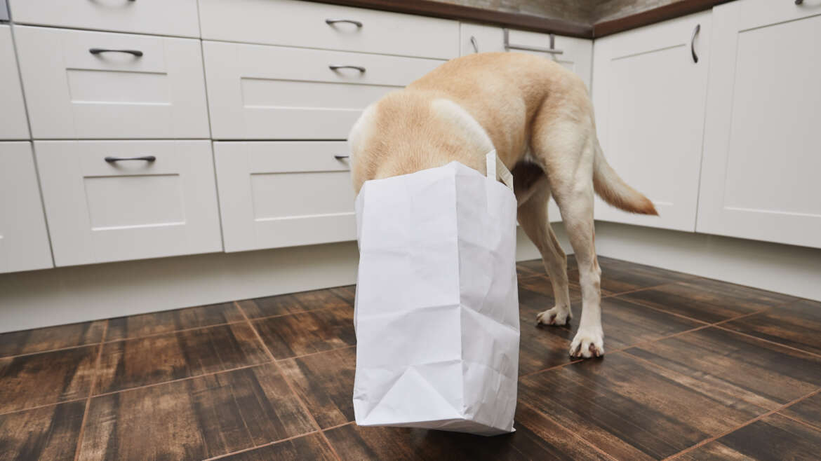 Poison Prevention Month: Helping Protect Your Pets from Everyday Toxins