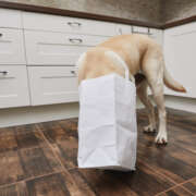 Poison Prevention Month: Helping Protect Your Pets from Everyday Toxins