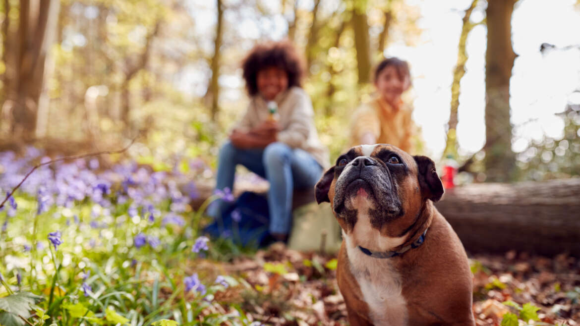 Heartworm Prevention Tips