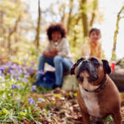 Heartworm Prevention Tips