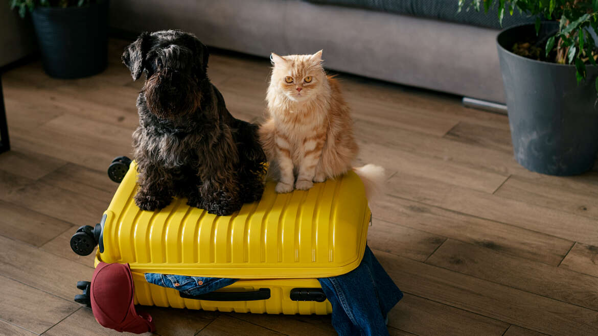 Traveling With Pets
