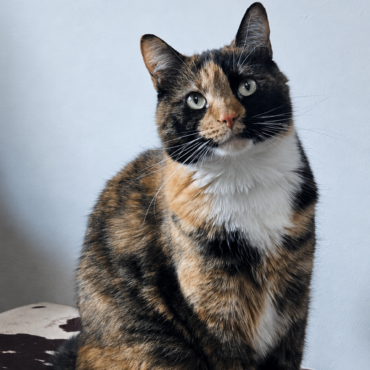 Cora