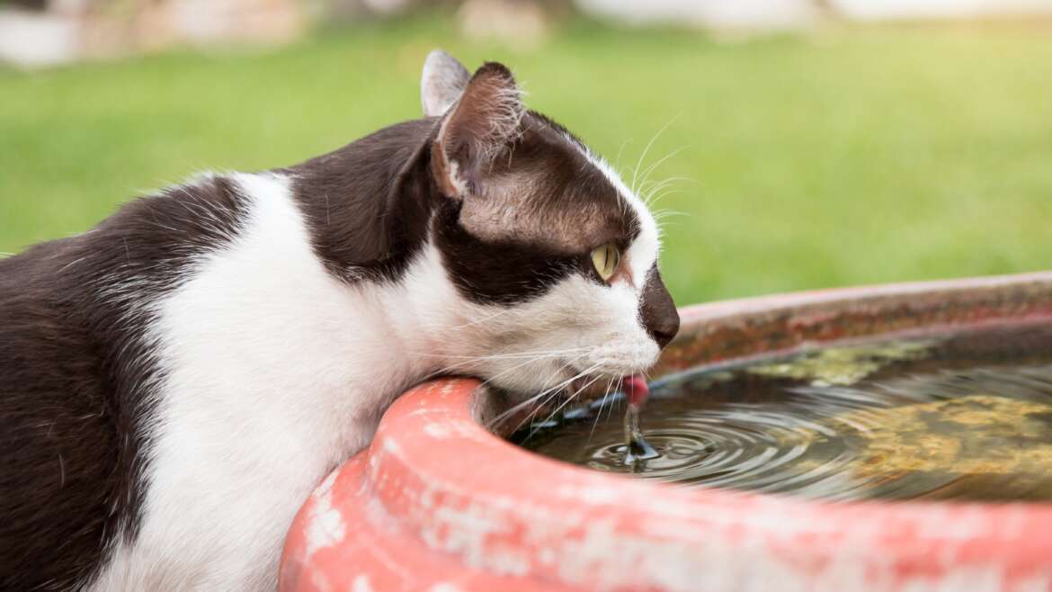 Keeping Cats and Dogs Safe During Extreme Iowa Heat