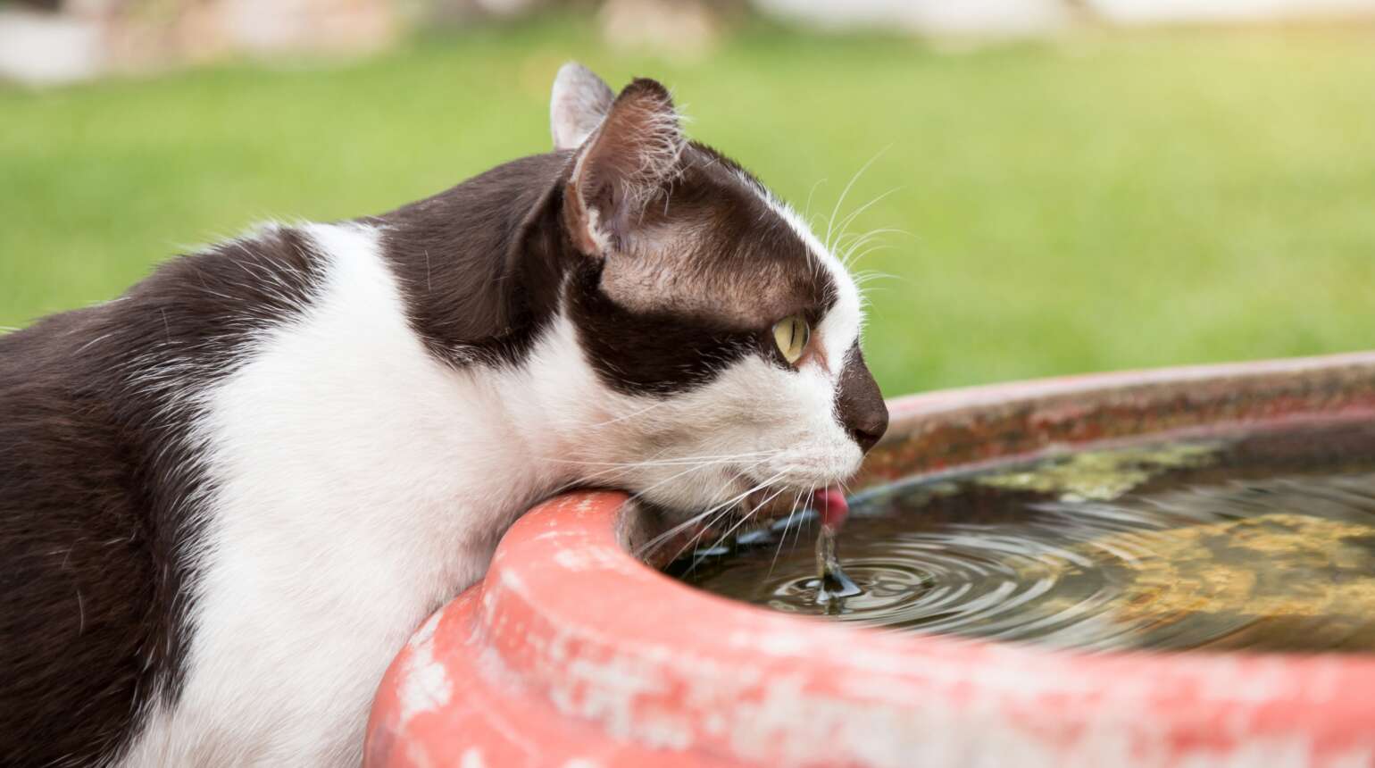 Keeping Cats and Dogs Safe During Extreme Iowa Heat