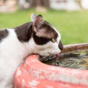Keeping Cats and Dogs Safe During Extreme Iowa Heat