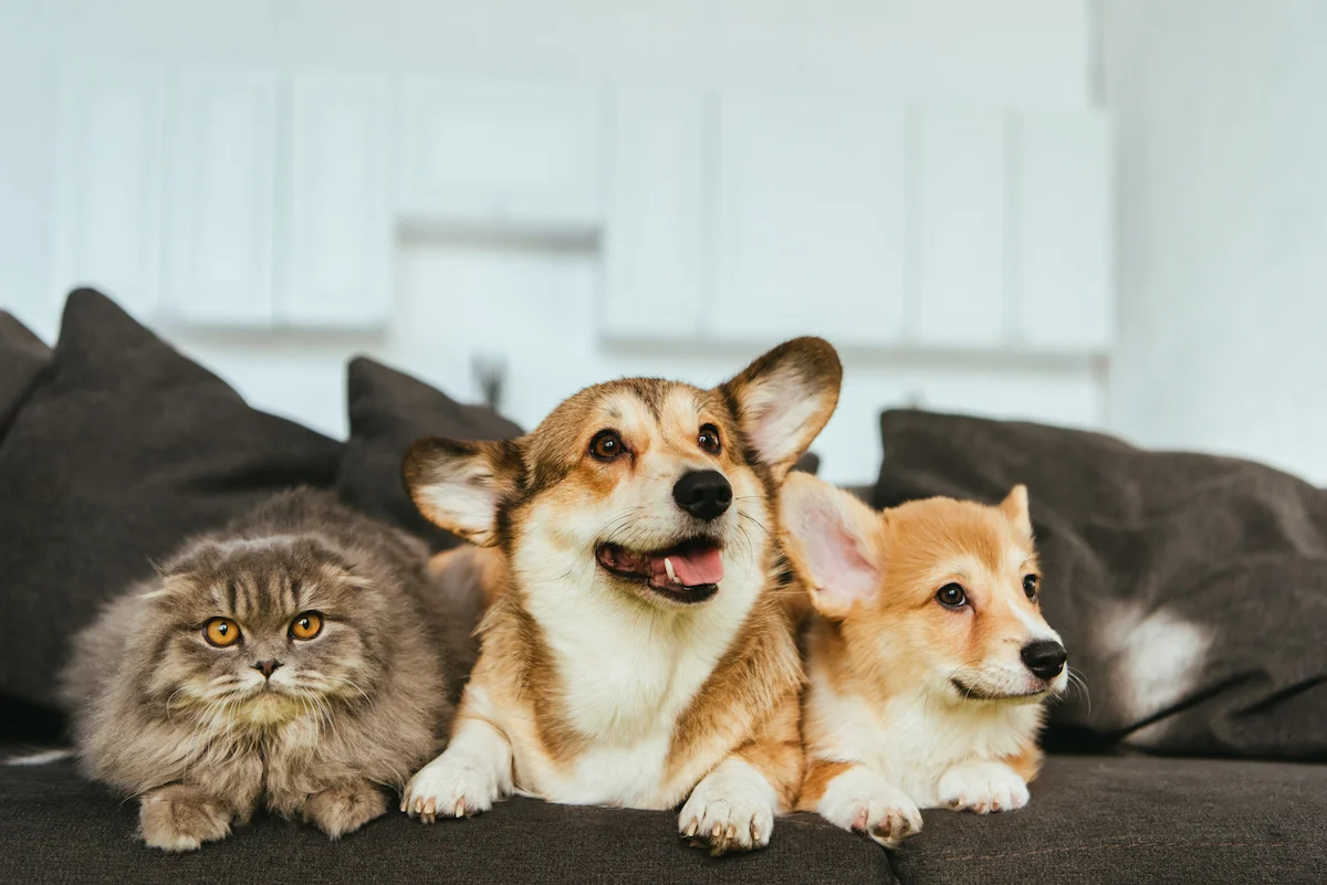 Microchipping Your Pets