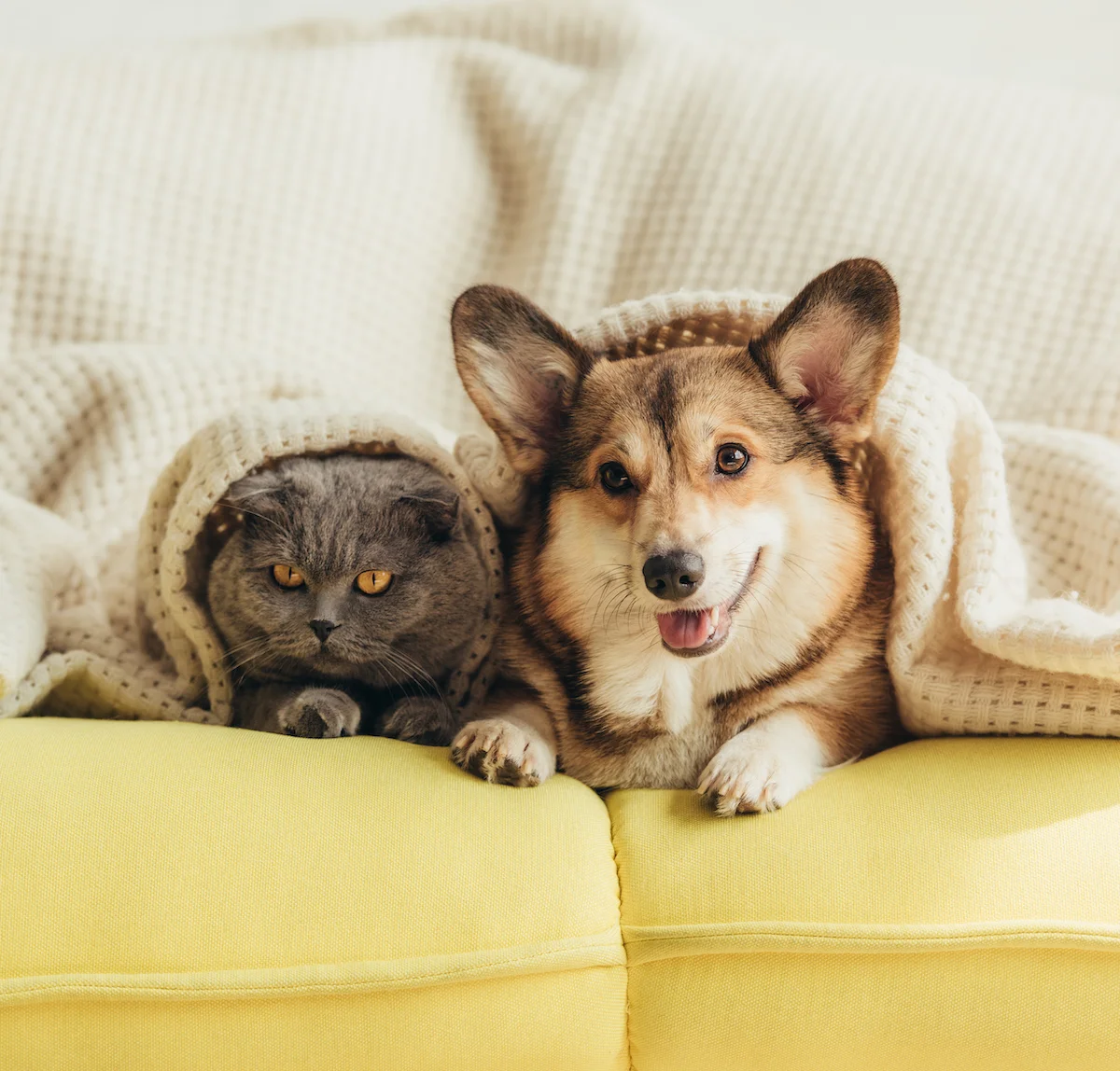 cute welsh corgi dog and cat lying under blanket on sofa