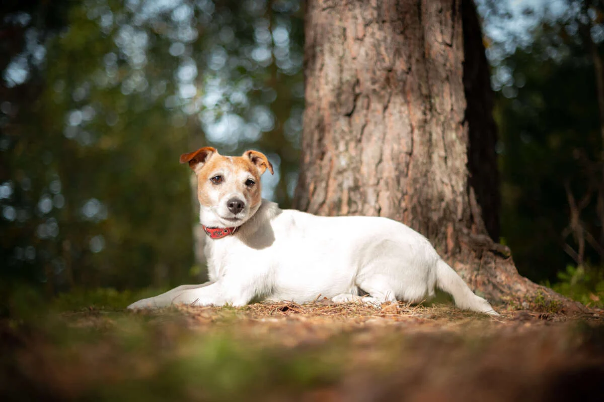 Lyme Disease Prevention